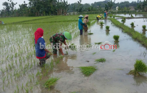 Sukseskan Swasembada Pangan Babinsa Kodim Dampingi Petani Tanam Padi